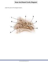 Respiratory epithelium lines the luminal surface of the nasal cavity, including the nasal turbinates. Nose And Nasal Cavity Labeling Quiz Online