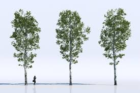 Des Arbres 2d Et 3d A Telecharger Gratuitement Pour Vos Rendus D Architecture Arbre 3d Arbre Modeles D Arbres