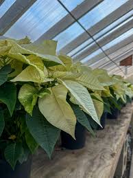 MacMannis Florist &...