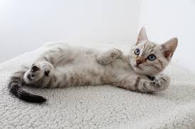 This could require a little trial and error, but stick with it. How To Stop A Kitten From Biting