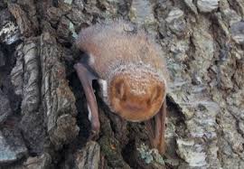 Et pest control gives you direct targeting control. What To Do When A Bat Is Inside Your Home