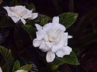 We are a vibrant community made up of glamorous lifestyle influencers, healthy living experts, fashionistas, love gurus, fitness coaches, travel influencers and more! Gardenia Jasminoides Wikipedia
