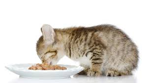 A cat will usually sniff the food in their food bowl before eating it. Wet Or Dry Cat Food Which Is Best