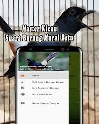 Murai batu logo murai bird farm stock vector royalty free 1359861464. Kicau Murai Batu Offline Old Versions For Android Aptoide