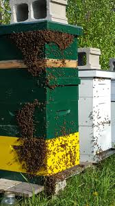 While many of us love honey for its sweet this guide aims to quickly get you up to speed on all facets of beekeeping so you can get started right away! How To Set Up Your First Beehive Runamuk Acres Farm Apiary