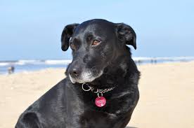 Campingplätze, ferienparks und reiseführer für wanderurlaub, sehenswürdigkeiten. Tierschutzexperten Raten Vom Urlaub Mit Hund In Danemark Ab Hundund