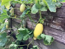 This time of year, we're all up to our ears in it, throwing squash and zucchini on the grill every other night, making squash casseroles, baking zucchini bread, and pawning it off on our friends and neighbors. Spaghetti Squash Growing How To Grow And Store Spaghetti Squash