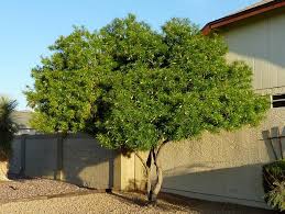 Yellow Oleander Tree Nursery Myrtle Tree Dessert Landscaping