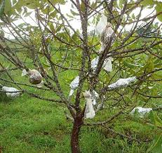 Image result for Phragmanthera cornetii