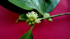 Image result for Chaetocarpus
