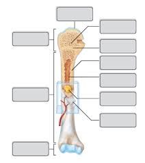 Long bones are 1 of the 5 types of bones in the human body and are defined as those that are longer than they are wide. Label A Long Bone Humerus Diagram Quizlet