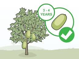 328 jack fruit tree products are offered for sale by suppliers on alibaba.com, of which artificial plant accounts for 4 you can also choose from brown jack fruit tree, as well as from trees jack fruit tree. How To Grow Jackfruit With Pictures Wikihow