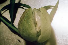 Image result for Gomphocarpus physocarpus