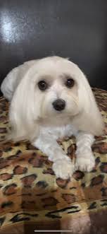 Finding comfort after losing a pet