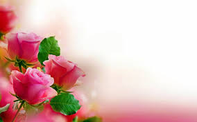This flowers video background can use for your personal and for commercial, just visit to d. Rose Flower Wallpaper Hd Pixelstalk Net
