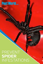 It is not usually fatal, but it can be dangerous to children, older people, and during pregnancy. Black Widows And Brown Recluse Spiders Are Known To Pack Painful Dangerous Bites To Prevent Contact With Spiders T Brown Recluse Spider Spider Recluse Spider