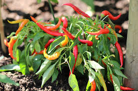 To planting paprika i hagen, en ausgeizen og den andre ikke. Paprika Und Chili Richtig Ausgeizen Anleitung Selbstversorger De