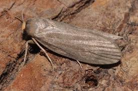 Image result for Pyralis lienigialis