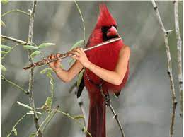 Hilarious Photos Of Birds With Hands Will Have You Laughing Out Loud Bird Photo Birds Funny Photos