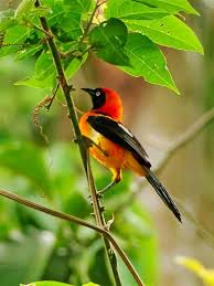 Black Bird With Orange Wings Ohio The Orange Backed Troupial Icterus Croconotus Is A Species Of Bird In The Icteridae Family Passaros Natureza Animais