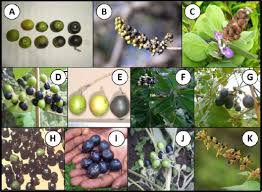 Image result for Vitex fischeri