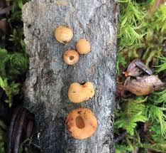 Image result for Ypsilopus liae