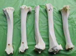 E firestone place south gate, ca usa for escalations also. Wholesale Animal Bones For Carving And Crafts Real Bones For Sale
