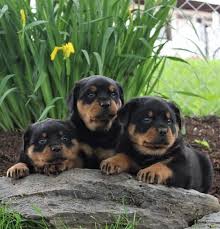 Find local rottweiler puppies for sale and dogs for adoption near you. Rottweiler Puppy Foe Adoption Home Facebook