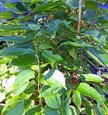 Maybe you would like to learn more about one of these? Actinidia Arguta Issai Self Pollinating Hardy Kiwi For Sale