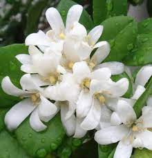 Daun dan bunganya jika digiling halus dan disapukan… 11 Manfaat Bunga Kemuning Untuk Kesehatan