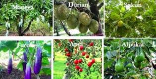 Bagian buah, biji dan bunga. Pengertian Ciri Ciri Dikotil Dan Monokotil Serta Contohnya