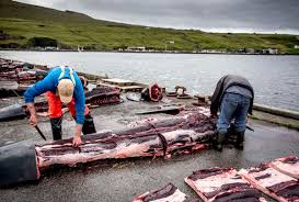 This is because all the materials the faroese people gain from whale hunting are viewed as valuable assets. Pollution Is Making Whale Meat Toxic But Imprudent Activism Makes Some Double Down On Eating Whale Salon Com
