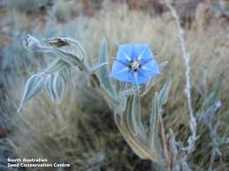 Image result for Trichodesma zeylanicum