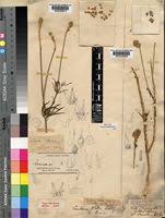 Image result for Centema