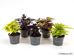 Image result for Ipomoea batatas pots