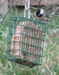 Bird watching is a favorite past time for many people, which is why bird baths, bird seed, and bird accessories sell so well. Homemade Wild Bird Suet Who Needs A Cape
