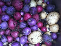 In addition, plants like garlic are a vegetable bulb that you want to plant in the fall for a spring harvest. Can You Plant Potatoes In Fall Absolutely Here S How To Do It