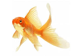 Https Encrypted Tbn0 Gstatic Com Images Q Tbn And9gcsgdior5xkou007ty0ubhsuqhrbvarkkahjuw Usqp Cau