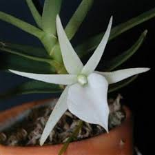 Image result for Angraecum calceolus