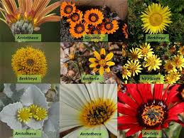 Image result for Hirpicium