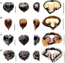 Image result for Rytigynia sp. M