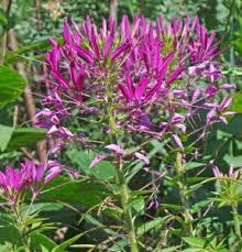Image result for Cleome