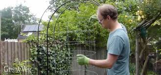 I was told to cut them but i really wanted to encourage them to grow up an arch, rather than to just cut. How Make A Beautiful Arch For Climbing Vegetables