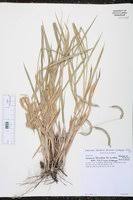 Image result for Urochloa brizantha