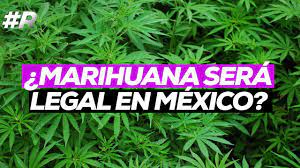 El dictamen sobre la regulación de la marihuana que ya circula en comisiones del senado busca permitir que el cannabis tenga uso para fines médicos, científicos, lúdicos, recreativos e industriales, así como. Legalizacion De La Marihuana En Mexico 2020 Que Si Y Que No Podras Hacer Uso Ludico Youtube