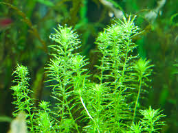 Image result for Mayacaceae