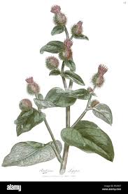 Image result for Bothriocline laxa