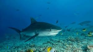 Mimpi ini menjadi pertanda buku mimpi 2d jika keberuntungan dalam bisnis dan beberapa ikan yang tidak memiliki sisik misalnya ikan lele, ikan patin, ikan hiu dan lain. Arti Mimpi Dikejar Hingga Digigit Ikan Hiu Awas Anda Akan Dihianati Tribun Jogja