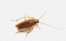 In short, these moth traps will tell you that you have a problem, but aren't very good at controlling it, harrison says. German Cockroach Insect Pest Control Bed Bug Roach Kitchen Insects Png Pngegg