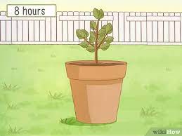 Fertilize the citrus tree as soon as you see new growth. How To Care For A Lemon Tree 15 Steps With Pictures Wikihow